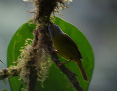 Myiothlypis coronata