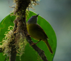 Myiothlypis coronata