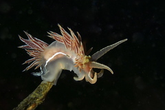 Coryphella