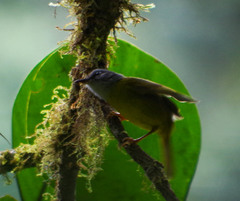 Myiothlypis coronata