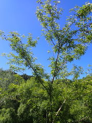 Prunus persica nucipersica