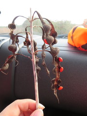 Erythrina flabelliformis