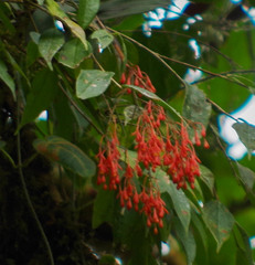 Epidendrum spathatum
