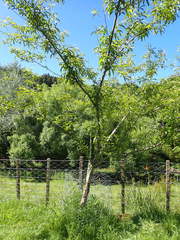 Prunus persica nucipersica