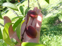 Prunus persica nucipersica