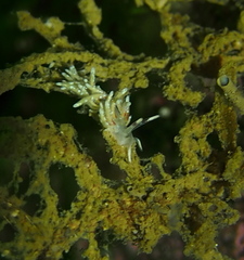 Rubramoena rubescens
