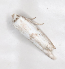Hypatopa punctiferella