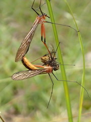 Bittacidae