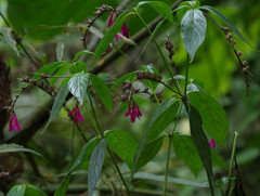 Spigelia pedunculata