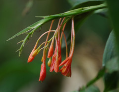 Epidendrum spathatum