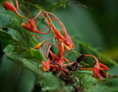 Epidendrum spathatum