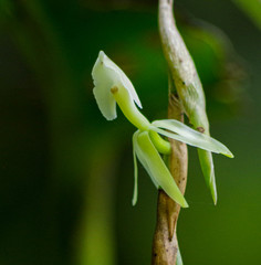 Epidendrum hymenodes