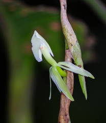 Epidendrum hymenodes