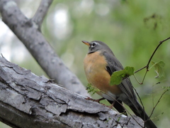 Turdus migratorius confinis