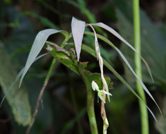 Epidendrum hymenodes