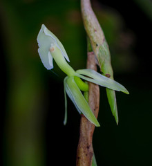 Epidendrum hymenodes