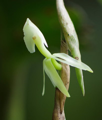 Epidendrum hymenodes