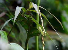 Epidendrum hymenodes