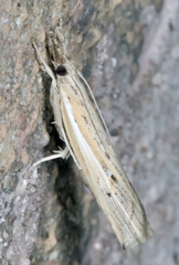 Fissicrambus quadrinotellus