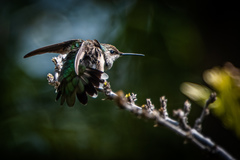 Archilochus colubris