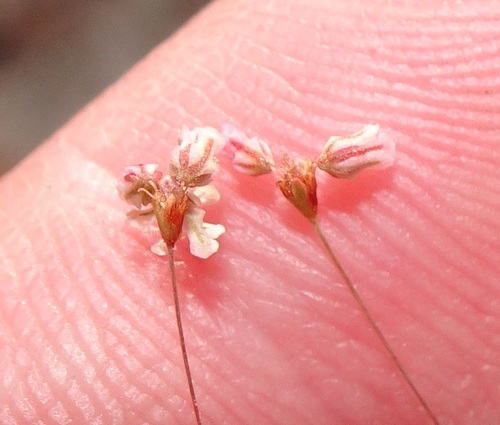 San Carlos buckwheat (Eriogonum capillare)