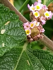 Lippia alba
