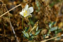 Eustoma exaltatum exaltatum