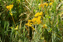Flaveria chlorifolia