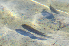 Herichthys minckleyi