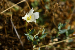Eustoma exaltatum exaltatum