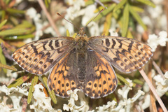 Boloria polaris