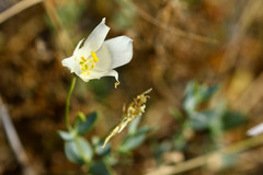 Eustoma exaltatum exaltatum