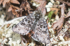 Anarta nigrolunata