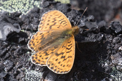 Boloria polaris