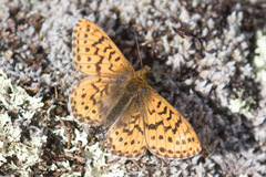 Boloria polaris