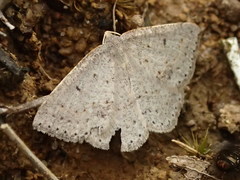 Taxeotis reserata