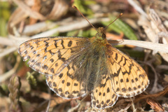 Boloria polaris