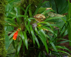 Guzmania jaramilloi