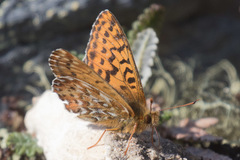 Boloria polaris