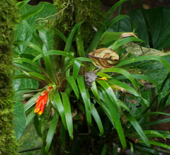 Guzmania jaramilloi