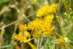 Flaveria chlorifolia