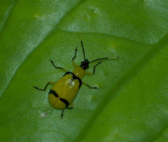Diabrotica arcuata