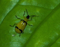 Diabrotica arcuata