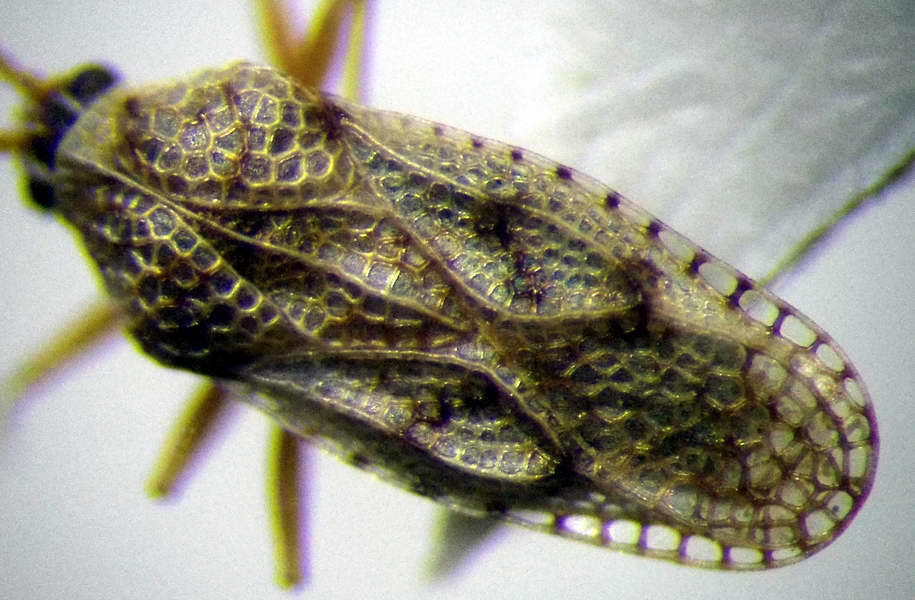 Dictyla montandoni