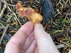 Lactarius subflammeus