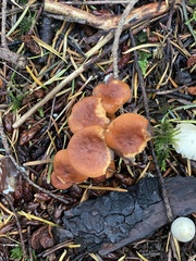 Lactarius subflammeus