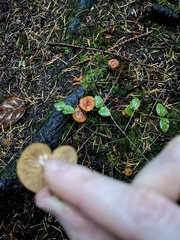 Lactarius subflammeus