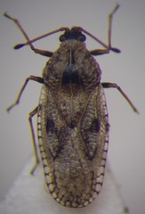 Dictyla nassata