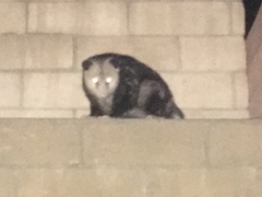 Didelphis virginiana