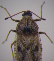 Dictyla nassata